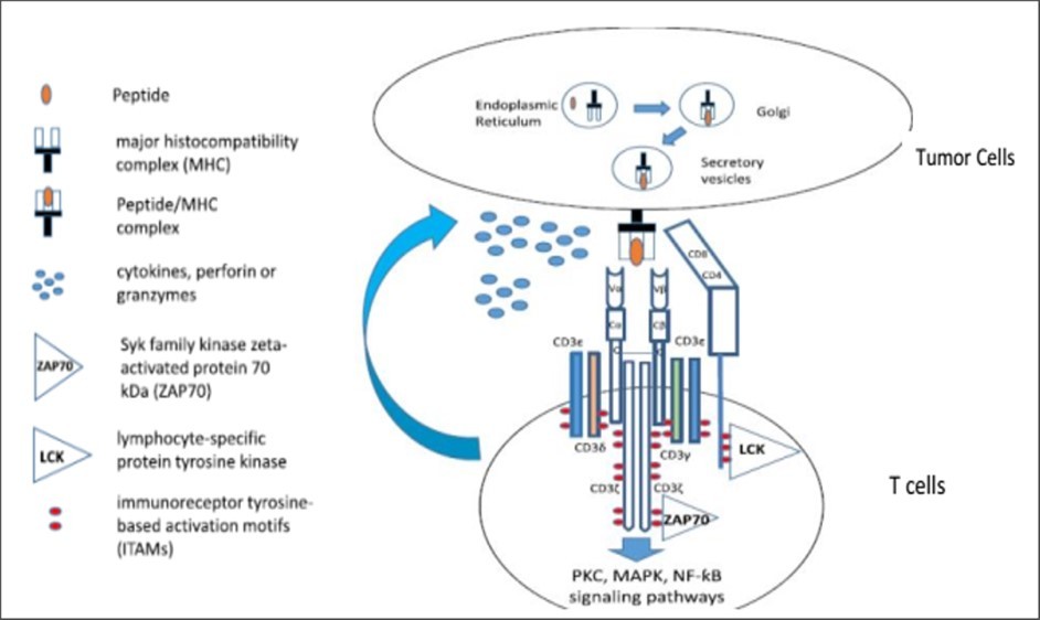 Figure 7. Diagrams showing how the TCR peptide and MHC interact. Ninety-five percent of 95 human T cells express a pair of TCR α and β chains, with six CD3 chains and either CD8 or CD4 coreceptors on the cell surface. Each CD3 chain contains one to three ITAMs in the intracellular domain. When T lymphocytes contact antigen-specific peptides/MHCs generated on tumor cell surfaces, they activate the ITAM, ZAP70, PKC, MAPK, and NF-κB signaling pathways. They release granzymes, cytokines, and perforin, causing lysozyme in tumor cells 45.