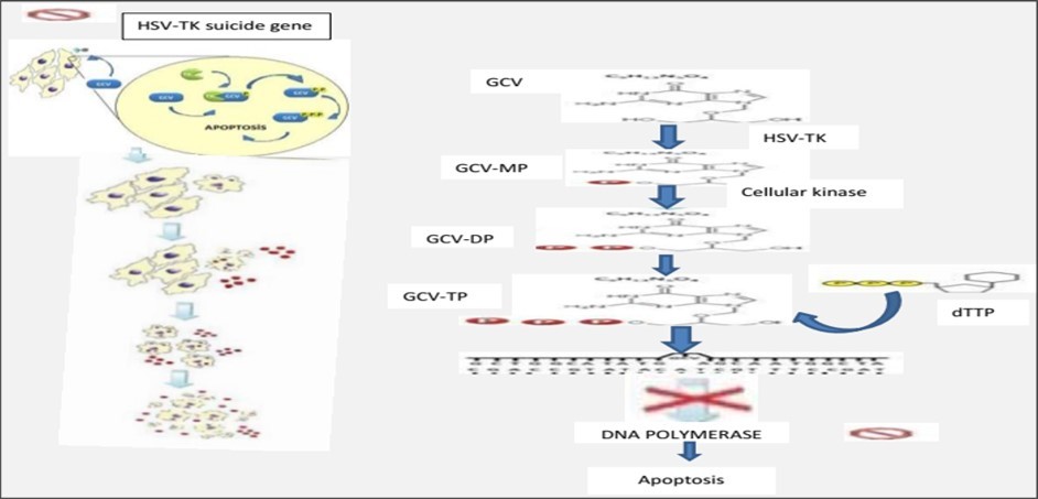 Figure 8. The suicide gene therapy system HSV-TK. Herpes simplex virus produces ganciclovir and thymidine kinase (HSV-TK/GCV), which phosphorylate GCV to form GCV monophosphate. This triphosphate is converted to GCV triphosphate, which stops DNA replication and causes apoptosis. The immunogenicity of this virus limits its ability to cause suicide. Passive entry of GCV triphosphate into cells is possible through gap junctions, potentially limiting therapeutic effects. Incorrect integration of GCV triphosphate into DNA also activates exonucleases and G2-phase arrest cell cycle repair mechanisms 51.