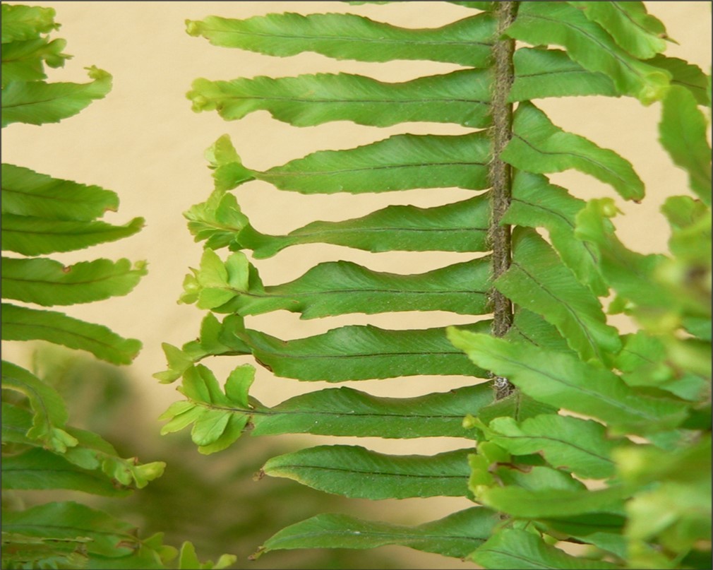 Figure 3. Particular of the frond shown in Fig. 2 showing apparently normal pinnae in the lower part, early stage of secondary frond emission in the middle and pinnae with wavy tips above.