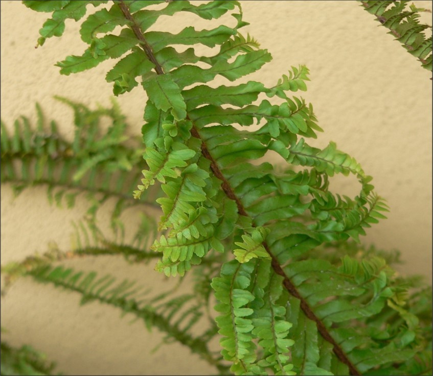 Figure 4. Fully expanded secondary fronds in the middle part of a mother frond.