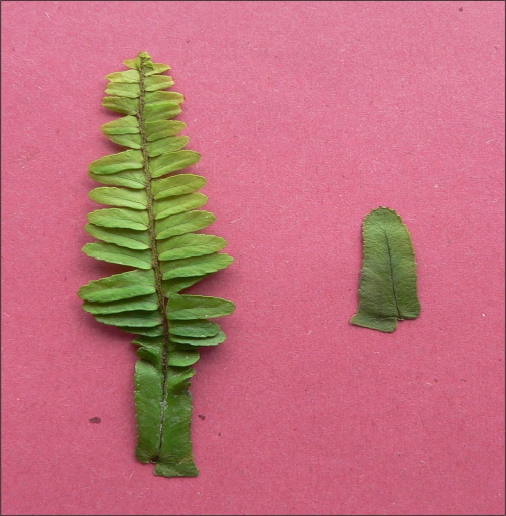 Figure 6. Pinna bearing a fully expanded secondary frond (left) compared to a typical pinna of N. cordifolia (right).