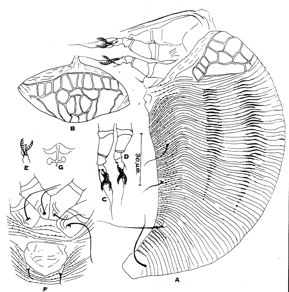 Figure 2. Diptilomiopus subhimalayansis n. sp., holotype, 1367/57/2024. : A-Lateral mite (LM); B- Antero-dorsal mite (AD); C- Leg I (L1); D- Leg II (L2); E- Tarsal empodium of LI (em); F- Coxal-genital region (CG); G- Internal genitalia, female.