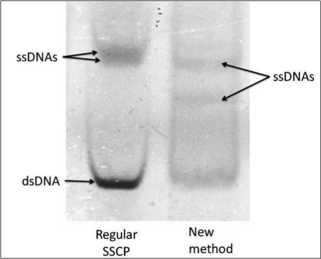  PCR-SSCP pattern of catalase exon 9 with the regular (left) and the new method (right). ss denotes the single stranded bands and ds for the double stranded bands. 