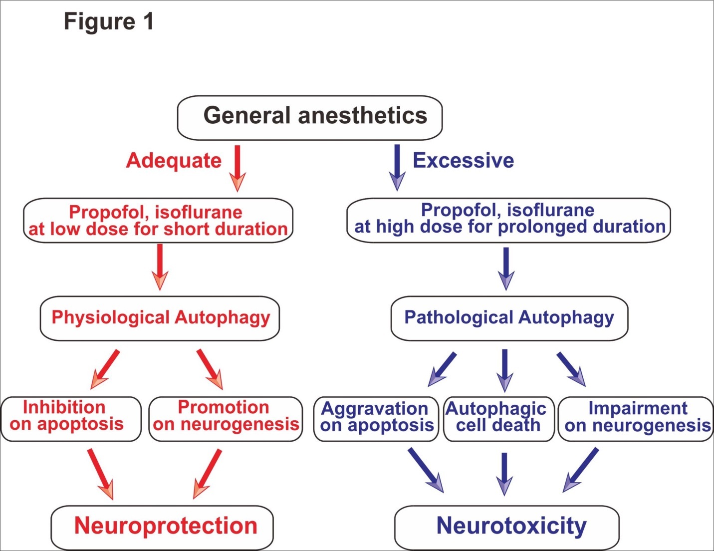  Role of autophagy in anesthetic mediated dual effects of neuroprotection and neurotoxicity. General anesthetics at low concentrations for short exposure induce physiological autophagy, which in turn inhibits apoptosis and promotes neurogenesis and eventually provides neuroprotection (left side). On the other hand, general anesthetics at high concentrations for prolonged use result in impairment of autophagy, which in turn promotes apoptosis and inhibits neurogenesis and eventually causes neurotoxicity (right side). 