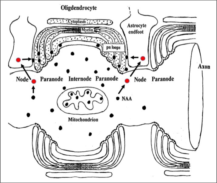  Cartoon showing hypothesized site of liberation of NAAG at neuron axonal nodes. NAA is generated by neuron NAA synthase and then NAAG via NAAG synthase. NAAG is found in highest concentration in WM axons. In GM, there is evidence that NAAG is released and docks with astrocyte mGluR3 and is then catabolized by astrocyte NAAG peptidase producing NAA and Glu. The Glu activates release of astrocyte prostaglandin messengers that signal the vascular system to increase blood flow, and the NAA is catabolized by oligodendrocyte ASPA forming Asp and Ac for recycling. This system is also present in WM and considered to function similarly in order to service axonal metabolic needs. Nodes are spaced approximately 1 mm (1000 μm) apart, and are about 2-3 μm wide (about 10 nodes/cm). In this illustration, internodes and compact myelin are highly compressed. NAAG, red filled circles; NAA, black filled dots. Adapted from Baslow and Guilfoyle (2009).