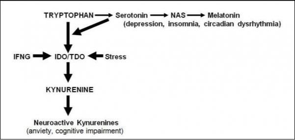 Shift of tryptophan metabolism in depression.
