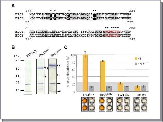  Comparison of group I BPC1 and group II BPC6. (A) Protein sequence alignment of the BASIC PENTACYSTEINE DNA-binding domains. Identical residues are highlighted by grey background. Positions that are evolutionary retained in all BBR/BPC family members are indicated by asterisks (*) above the alignment. The highly conserved Cysteines are emphasized by black background. The conserved WA R/K HGTN signature is indicated by red letters. (B) Gel-blot experiments with immunological detection of the recombinant proteins. The expected molecular weights for monomer (*) and dimer (**) proteins are indicated. Arrows point to unspecific bands detected also in control extracts with anti-His antibody. (C) Specific binding of epitope tagged BPC1 and BPC6 to positive (K4) and negative (Kneg) dsDNA-probes in DPI-ELISA experiments. The histogram bars show normalized signal intensities and error bars represent one standard deviation. Grey background shading indicates level of confidence for significant binding (t-test p < 0.05). Representative wells of the microtiter plate are shown below the graph for visual inspection.