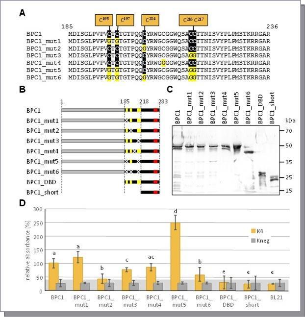  Binding capacity of BPC1 mutants. (A) Versions of BPC1 with mutations of the Cysteines in the BASIC PENTACYSTEINE DNA-binding domain. (B) Schematic overview of all 6xHis-epitope tagged BPC1 mutants and truncations. The highly conserved Cysteines are highlighted by yellow boxes. The position of the conserved WA R/K HGTN signature is indicated (red). Mutations in Cysteines are shown as crosses. (C) Gel-blot experiments with immunological detection of all recombinant proteins. (D) Specific binding of 6xHis-epitope tagged BPC1 versions to positive (K4) and negative (Kneg) dsDNA-probes in DPI-ELISA experiments. The histogram bars show normalized signal intensities and error bars represent one standard deviation. Grey background shading indicates level of confidence for significant binding (t-test p < 0.05). The bars annotated with the same letter are not significantly different.