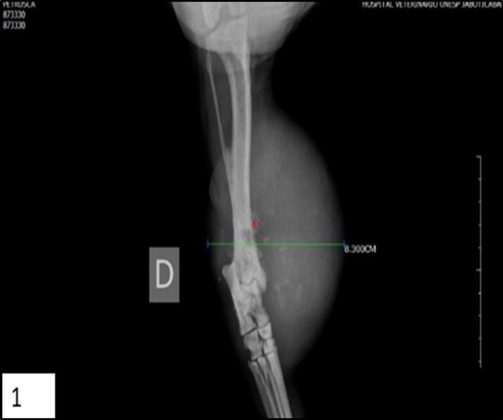  Lateral radiograph of an periosteal osteosarcoma involving the canine right tibia. The tumor displays an active periosteal reaction and homogeneous soft tissue mass adjacent on the distal third of tibia (*). 