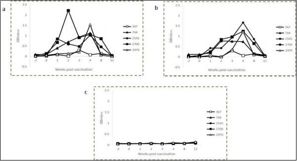 Kinetics of IFN-γ production in avian (a) and bovine (b) PPD-stimulated and non-stimulate (c) whole blood cultures from individual calves vaccinated with BCG Phipps.