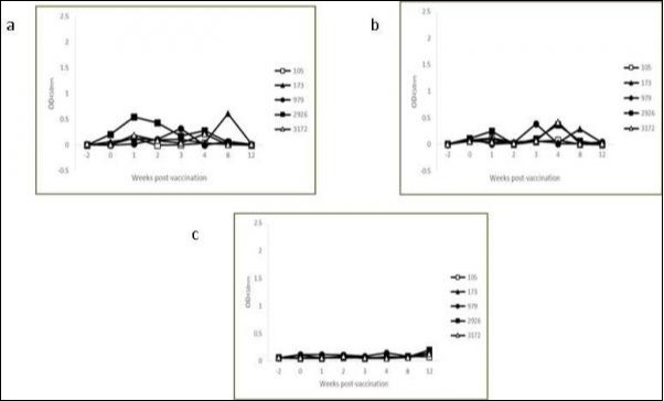  Kinetics of IFN-γ production in avian (a) and bovine (b) PPD-stimulated and non-stimulated (c) whole blood cultures from individual control calves.