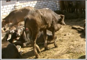  Animals infected with FMD, showed lameness, arched back, emaciation and general fatigue