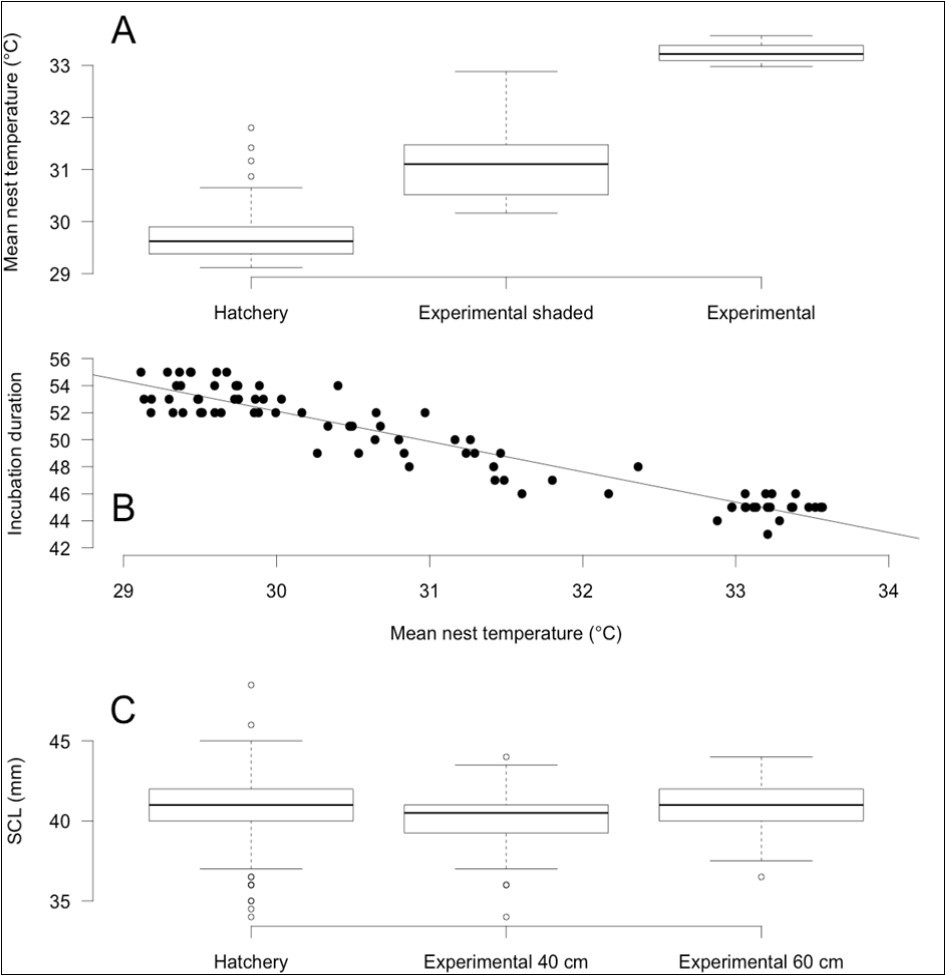  Descriptive statistics of incubation data for Lepidochelys olivacea nests from Monterrico, Guatemala plotted according to the significant factors explaining the differences between treatments. (A) Mean incubation temperature, (B) incubation duration, and (C) hatchling size.