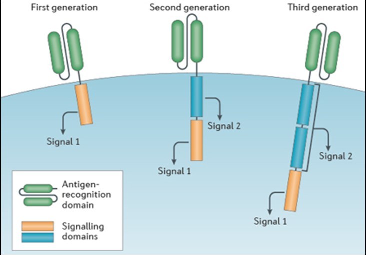  CAR designs contain an antigen-recognition domain and a  signaling domain that provides 'signal 1' to activate T cells. Only this signaling domain is present in first-generation CARs. By contrast, a co-stimulatory  signaling domain that provides 'signal 2' is added in second-generation CARs, and in third-generation CARs two co-stimulatory signaling domains are added.4