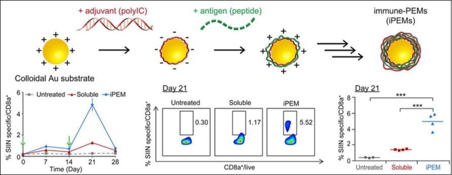  TLR3 agonist poly I:C and an antigen peptide were complexed onto gol nanoparticles via electrostatic interactions, and elicited more antigen-specific CD8+ T cells compared to the soluble vaccine.18