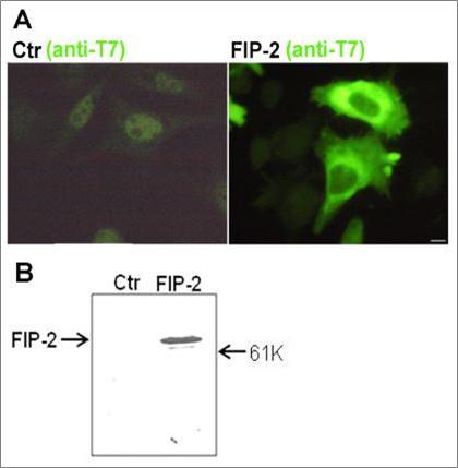  FIP-2 overexpression in HEK293 cells. HEK293 cells were transfected with T7-FIP-2 plasmid or empty vector (Control/Ctr) and tested by immunofluorescence (A) and Western blotting (B) with anti-T7 antibody as described in Materials and Methods. Scale bar = 200 mM.