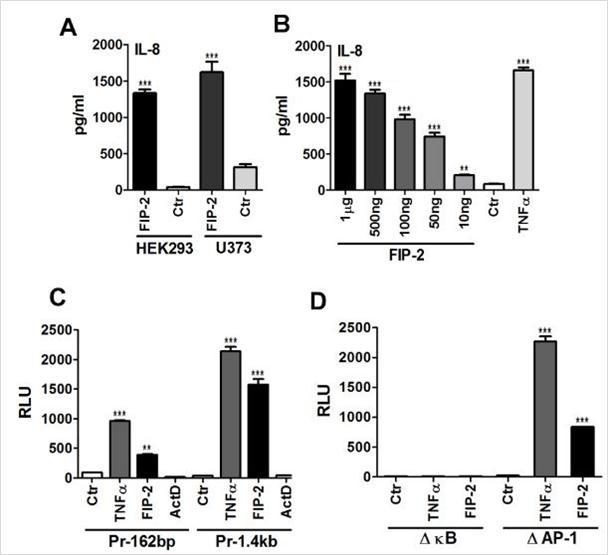   FIP-2 regulates the expression of IL-8. (A, B) IL-8 production at the FIP-2 overexpression. HEK293 and U373 cells were transfected with FIP-2 (0.5 µg) for 24h and the protein production was estimated by ELISA as described in Materials and Methods. A: transfection of the HEK293 and U373 cells. Ctr - transfection with empty vector; B: HEK293 cells were transfected with different doses of FIP-2 as indicated and after 18 h incubation the IL-8 was determined in supernatants by ELISA. TNF (stimulation during 18 h with 10 ng/ml) was used as a positive control. The representative data performed in triplicate is shown. (C, D) Transcriptional induction of IL-8 by FIP-2. C: HEK293 cells were transiently transfected with minimal IL-8/LUC promoter -162/+44 (Pr-162bp) alone, with TNF stimulation, or FIP-2 overexpression, or with FIP-2 in the presence of actinomycin D (ActD) and full IL-8/LUC promoter -1.4/+44 (Pr-1.4kb) alone, with TNF stimulation, or FIP-2 overexpression, or with FIP-2 in the presence of actinomycin D (ActD). D: HEK293 cells were transiently transfected with site-mutated plasmids of the -162/+44 IL-8/LUC promoter: NF-kB or AP-1 and stimulated with TNFor with FIP-2. The representative data performed in triplicate is shown. RLU – relative luciferase units.  