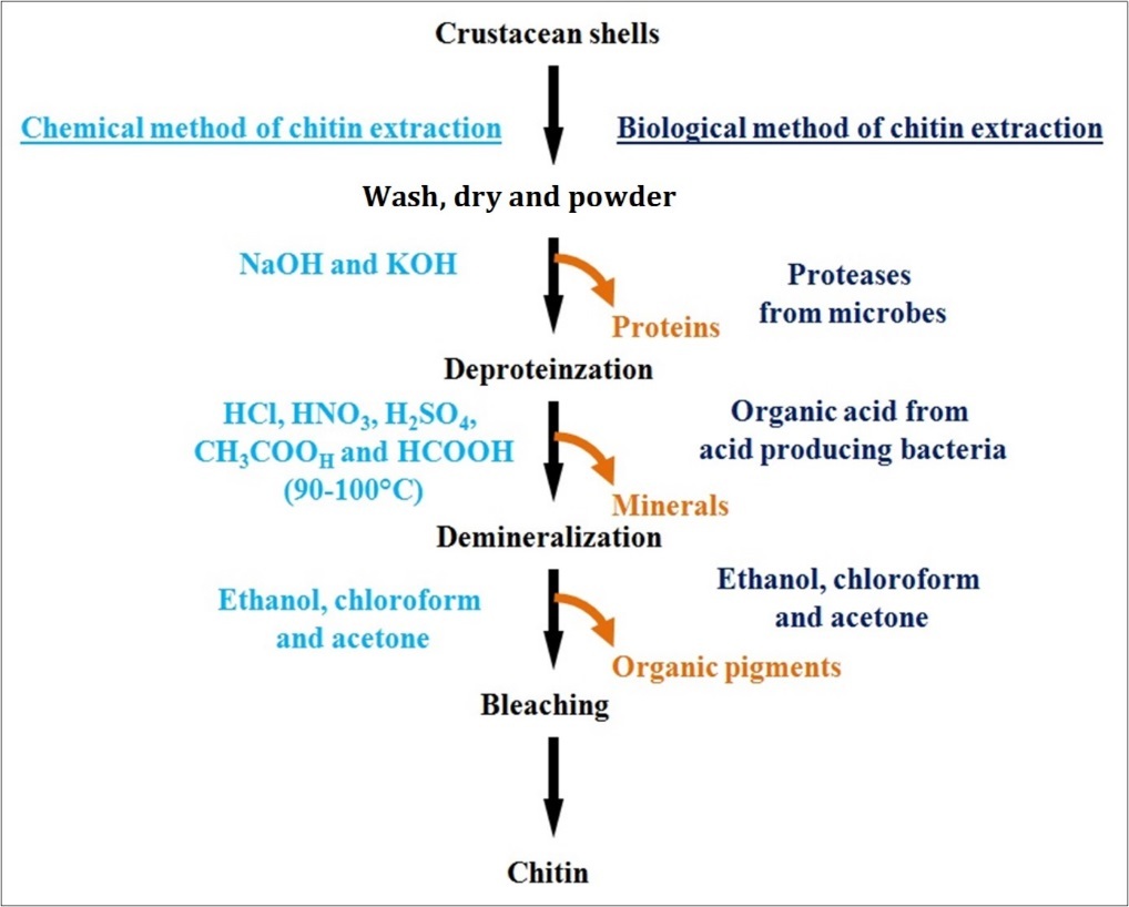  A schematic representation of the chemical and biological (enzymatic) methods for chitin extraction