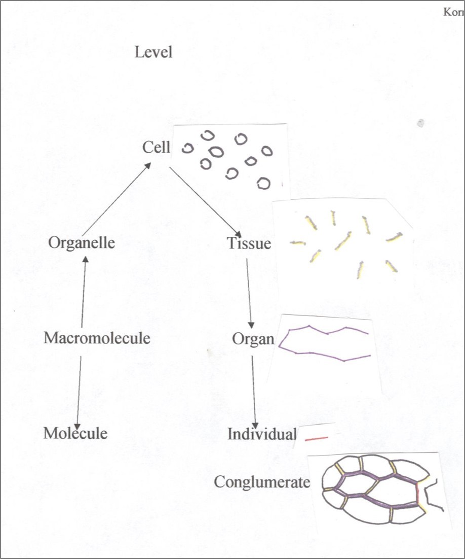  Hierarchical diagramization of an multicellular plant (individual). Middle lamella (mitotic cell plate) at major anatomical levels include cell as black, tissue as yellow with gray shading, organ as purple and individual as red. Stem edge on right.