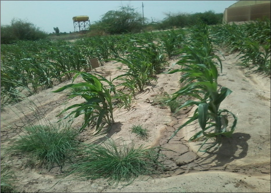  Sorghun (Wad Ahmed), 42 DAG- grown is saline soil at AlKadaro- Sudan (2014)