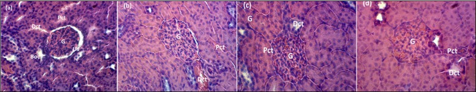  Histology study of kidney of rats: (a) control group; (b) 200 mg/kg; (c) 400 mg/kg and (d) 600 of HM stem bark extract in a 28-days subacute toxicity. Bowman’s capsule (Boc), glomerulus (G), proximal collecting tubule (Pct), distal collecting tubule (Dct), urinary space (Us). H.E (X 400).