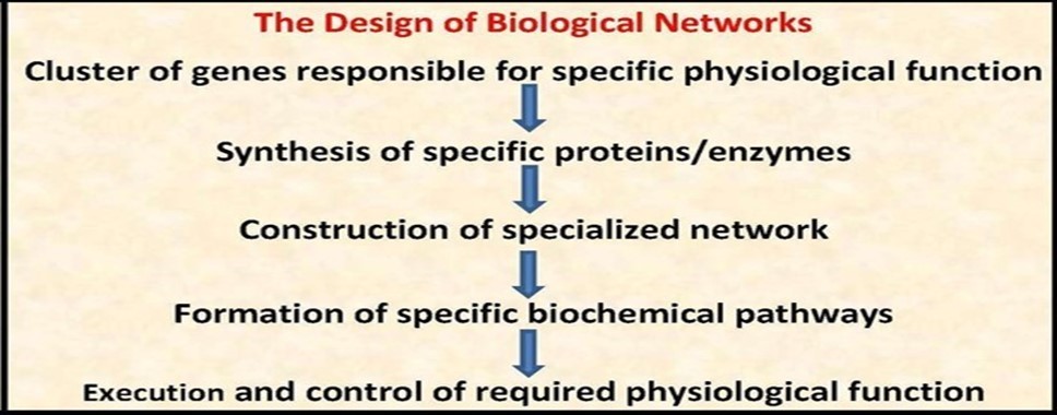  The design of biological networks