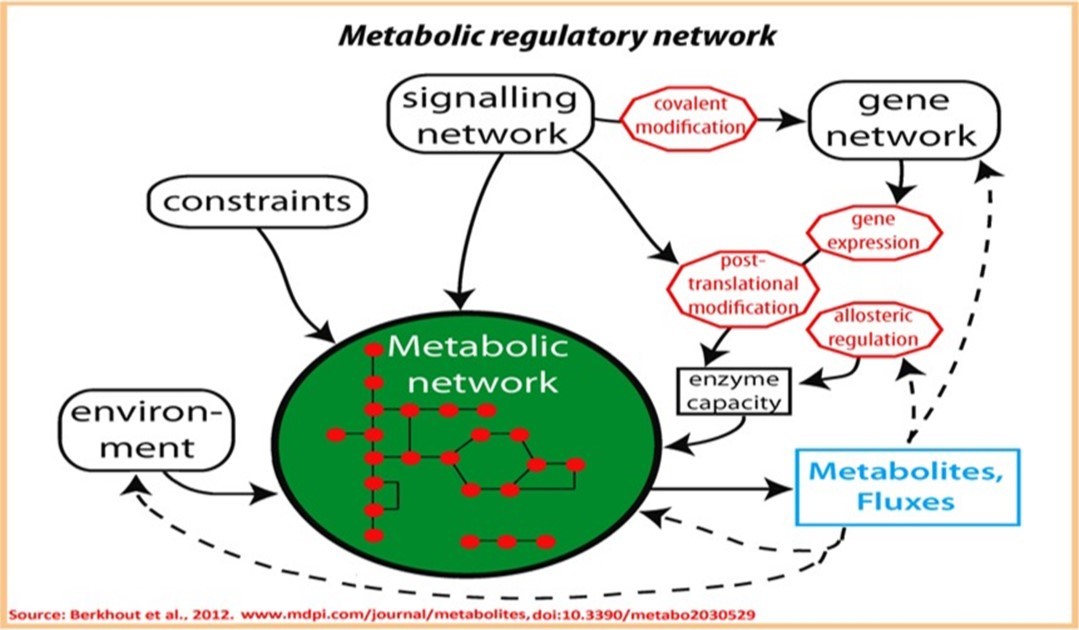  Overview of regulatory interactions involved in regulation of metabolic regulatory networks