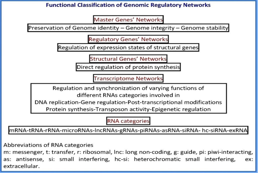  Functional Classification of Genomic Regulatory Networks