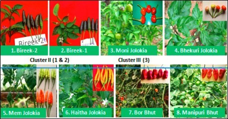  Flower, fruit and leaf types of some genotypes in different clusters