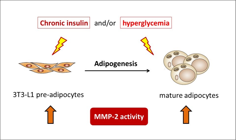  MMP-2 regulatory machinery in pre-adipocytes and adipocytes reacts similarly towards extracellular stimuli, with glucose concentration as the pre-requisite                               responding to insulin and/or IL-4 treatment.