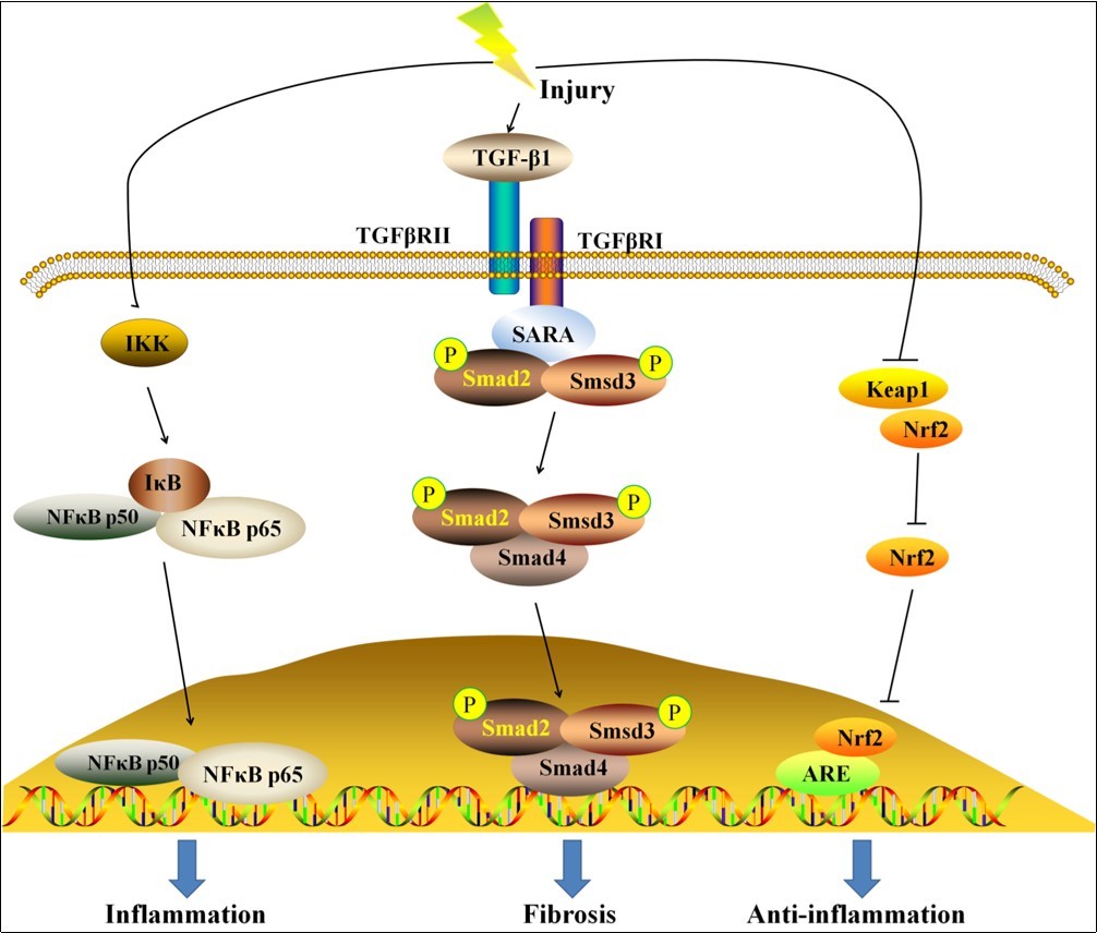  The molecular mechanisms of renal fibrosis. Once an injury occurs in kidney, activated NF-κB and TGF-β/Smad pathways, as well as inhibited Nrf2 pathway were observed. The activation of NF-κB and                   TGF-β/Smad pathway induce inflammation and fibrosis, while the activation of Nrf2 pathway results in                  anti-inflammatory effects.