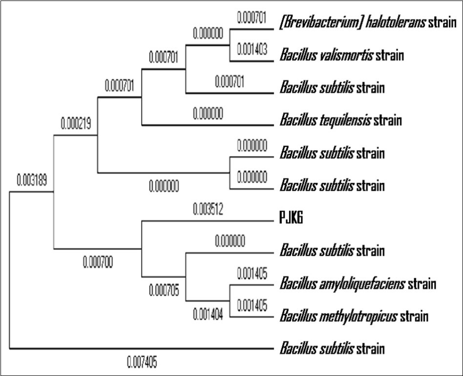  A phylogenetic tree constructed using the Maximum Likelihood method showing the           highest log likelihood (-2220.9733) for the sequence of the 16S rRNA gene from PJK6 and that of  matching sequences from 10 nucleotide