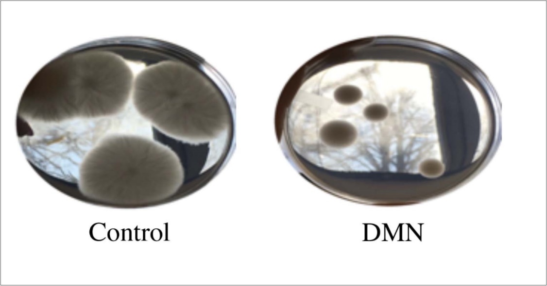  Fusarium oxysporum isolated from potato tubers grown the presence of DMN for two days.