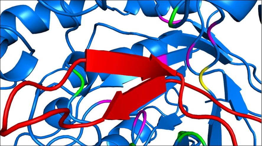  Arenicin and the pocket region of EBG. Arenicin (red) binds to EBG and invades a pocket region of the protein that has amino acid residues belonging to the active site (pink). Green amino acids are hot spots on EBG and the yellow amino acid residue was classified as a hot spot and belongs to the active site of EBG, an important residue for inhibiting assays.