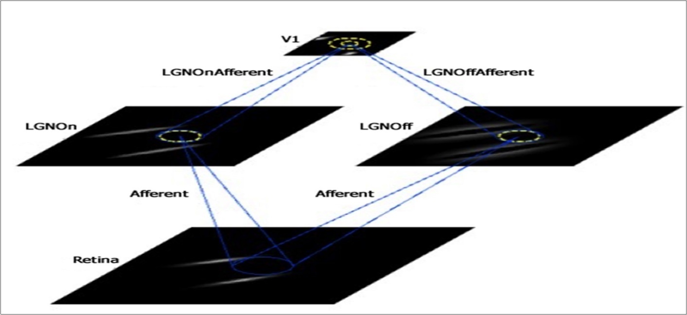  Depiction of the sheets and connections in the GCAL class of models used in this study. Sheets include Retina, LGN On and LGN Off, and V1. Projections include afferent input to each of the LGN sheets, and afferent input to V1 from each of the LGN sheets, as well as lateral excitatory feedback within V1 (inner yellow circle) and a wider range of lateral inhibitory feedback within V1 (outer yellow circle). Examples of the training stimuli used in each model (i.e., pairs of orientated Gaussians) can be seen in the Retina sheet, with corresponding transformations in the LGN and V1 sheets.