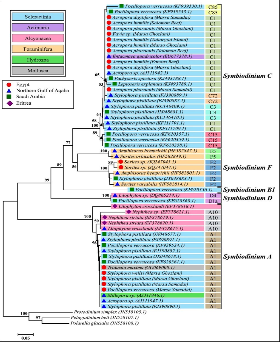  Reconstruction of ITS2 phylogenetic tree between members of Symbiodinium harbored by          different taxa of invertebrates in the Red Sea. The phylogenetic distance was inferred by                            Neighbor-Joining method. Only bootstrap values >50% are shown.