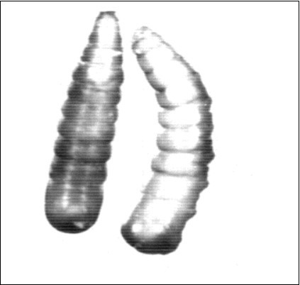  Showing larval–pupal intermediates. X30.5.