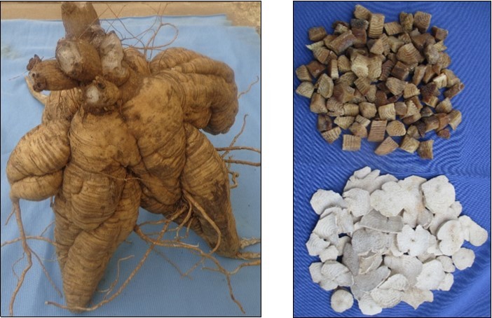  Left: A cluster of tuberous roots from a Mauka plant raised from seed, dried outdoors and preserved in a museum (UNC). Upper right: pre-cooked Mauka root pieces. Bottom right: sun-dried raw Mauka root slices.